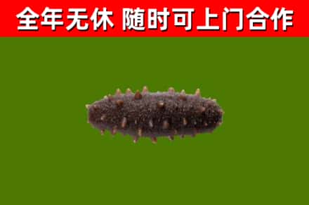 黑河回收海参干